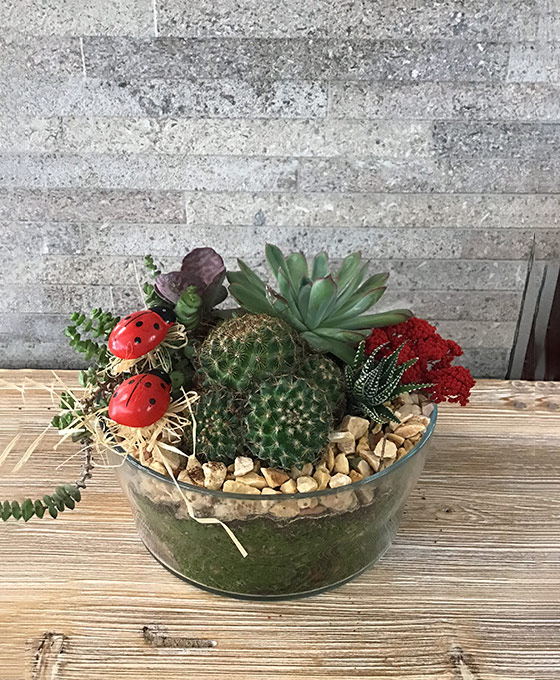 Conjunto Cactus para interiores y exteriores