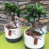 Planta decoración naturaleza