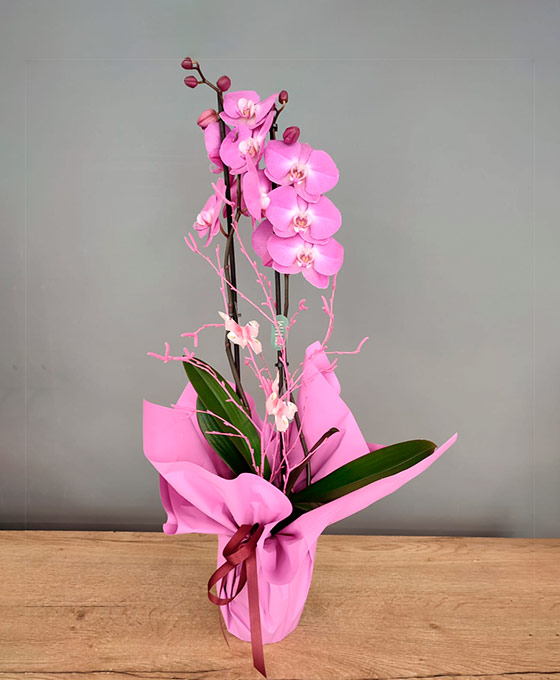 Orquídea Rosa decoración
